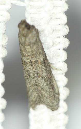 Réf. 269 687 : Cadra figulilella
